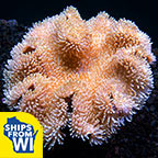 Toadstool Mushroom Leather Coral, Yellow & White (Maricultured)